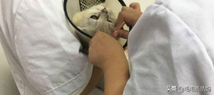 英短猫的耳螨是什么:曼基康矮脚猫容易得病吗？新手适合养英短还是曼基康呢？