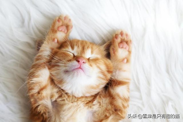 宠物口粮jingji包裹:完美世界妖精宠物包裹怎么扩充？
