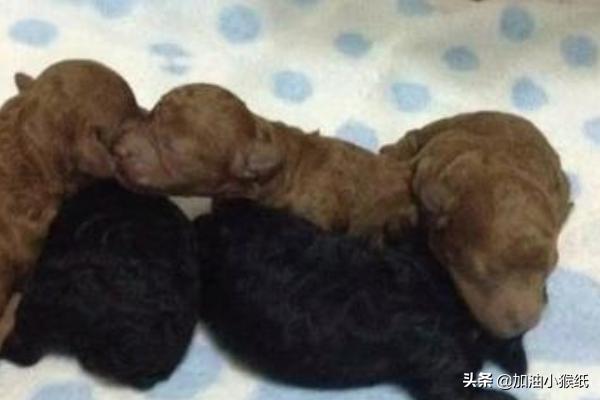 两个月的巴吉度犬图片:2个月泰迪怎么养？新手养泰迪要注意什么？