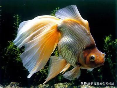 一厘米的金鱼多久生小鱼？