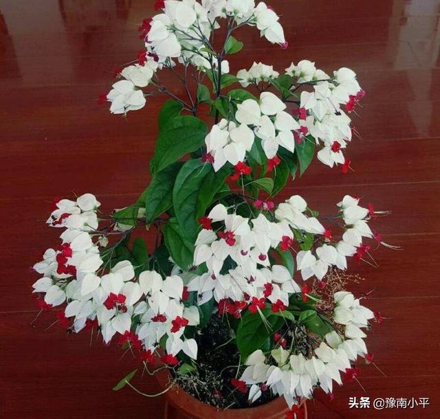 龙吐珠花图片:龙吐珠怎么做开花多?请回复？