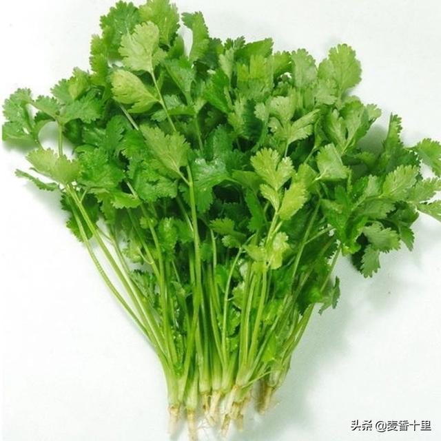 香菜的种植方法(香菜的种植方法和步骤)