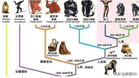 人类起源地是东方还是西方？