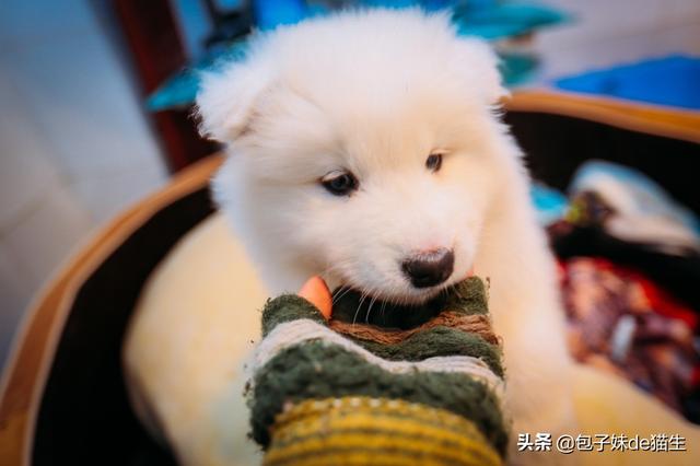 犬冠状病毒治疗呕吐:幼犬拉稀腥臭味拉水，幼犬拉水特别腥臭怎么解决呢？