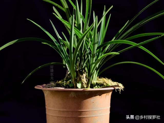 兰花的种植方法:兰花要怎样种才好，怎样才不会烂根？