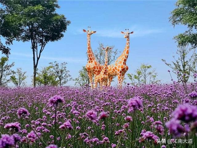大岛熏:上海薰衣草去哪里观赏好？