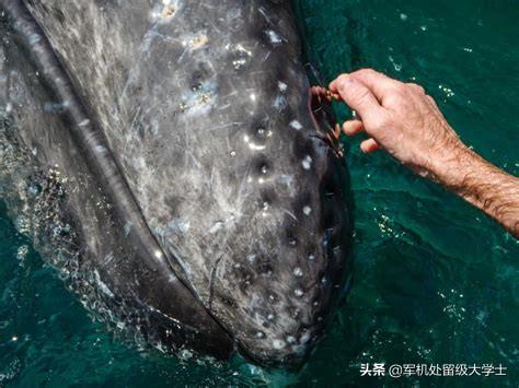 藤壶可以吃吗，船壳上的寄生物藤壶，竟然是美味的天然牡蛎，刮下来能吃吗？