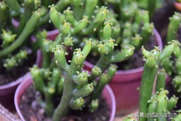 光棍树:光棍树是什么样的一种植物？