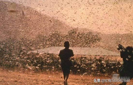 我国是如何治理蝗虫灾害的，中国古代多次蝗灾泛滥，古人不会防治蝗虫吗