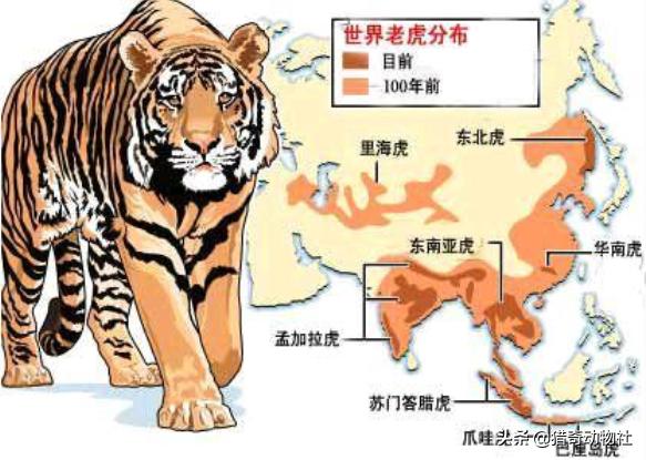 东北虎的资料卡片:大兴安岭森林中有老虎吗？