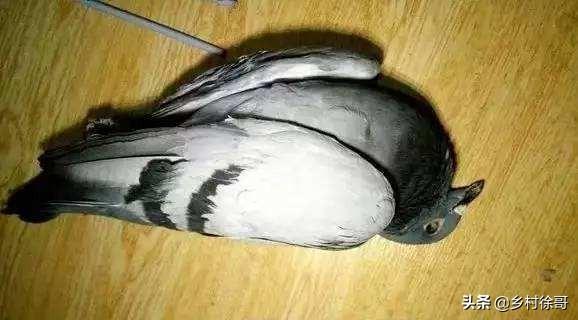 鸽子嗉囊炎该如何防治？插图3