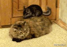 饲料养的宠物龙猫是猫吗:龙猫宠物科普 猫和龙猫一起养，龙猫会被吃掉嘛？