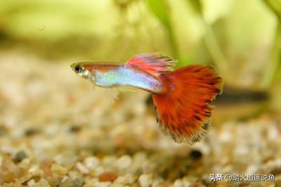 鱼鳍烂了:银龙鱼烂鳍是怎么回事？应该怎么办？