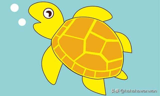 乌龟怎么分公母:怎么看小乌龟的公母及年龄？
