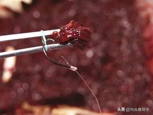 钓鱼红虫怎么养吗:钓鱼用的红线虫和红虫怎么养想自己在家养点？