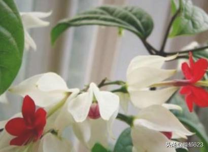 龙吐珠:龙吐珠 鱼 龙吐珠的养殖方法和注意事项？