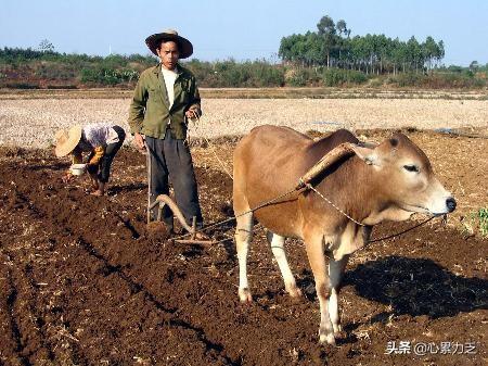 仓鼠安乐死多少钱一针:农村俗语：“耕牛无宿草，仓鼠有余粮”，这句话是什么意思？