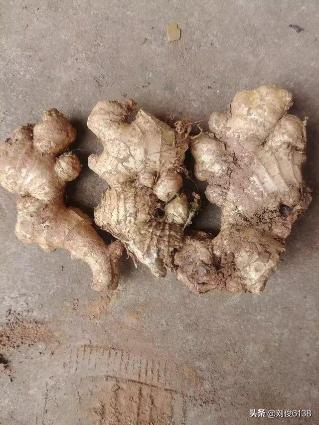头条问答- 种生姜有地蛆怎样处理?怎样用药?(21个回答) 头条问答- 种生姜有地蛆怎样处理?怎样用药?(21个回答)