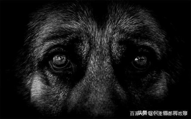 法斗犬的眼睛总是红:为什么我家的牧羊犬晚上眼睛反光是红色的？