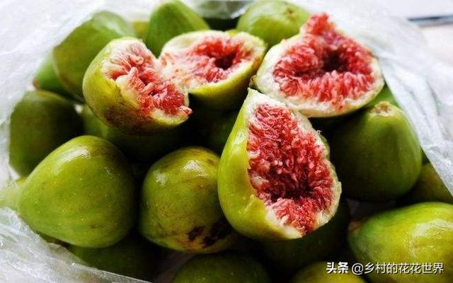 无花果鹦鹉图片:你见过什么外貌奇怪的鸟？ 无花果鹦鹉