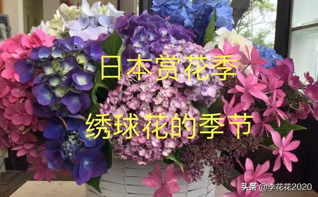 绣球花的花语蓝色白色:绣球花的花语 蓝色 紫色 粉色 什么品种的绣球花天生开花是篮色？