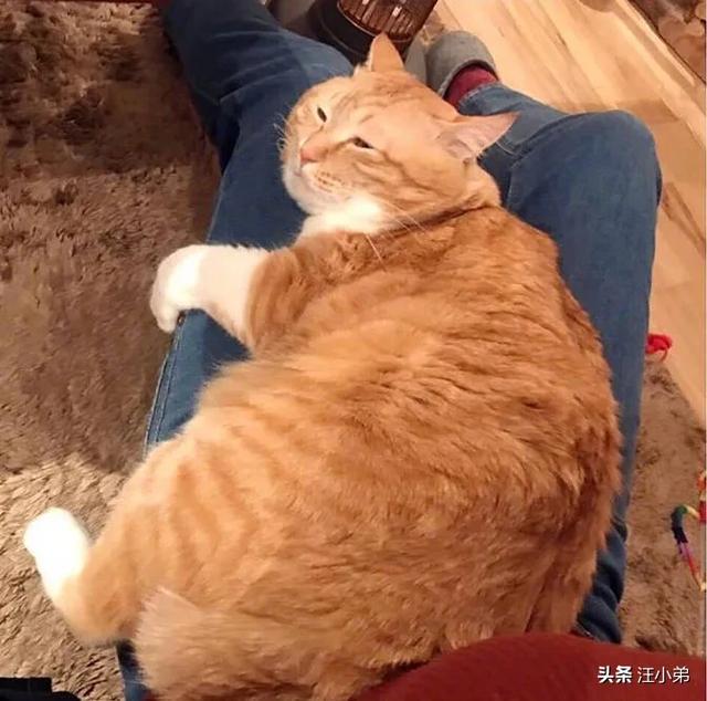 15斤的狸花猫:“十个橘猫九个胖，还有一个压塌坑”，橘猫一定是最胖的吗？