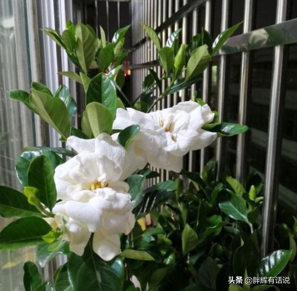 盆栽黄水仙怎么养:栀子花盆栽怎么养？栀子花的养殖方法？