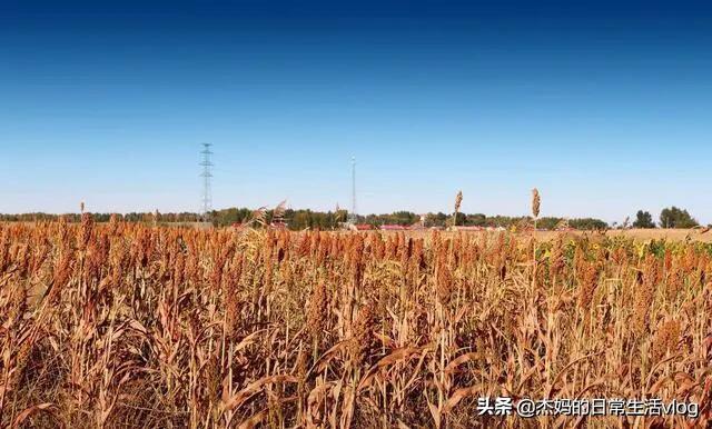 茅台酒和郎酒有什么不同，浓香型白酒与酱香型白酒有什么区别？哪个更好喝？