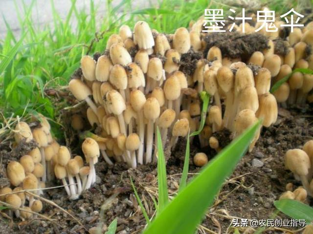 如何辨别有毒的蘑菇，野外如何鉴别可食用的蘑菇