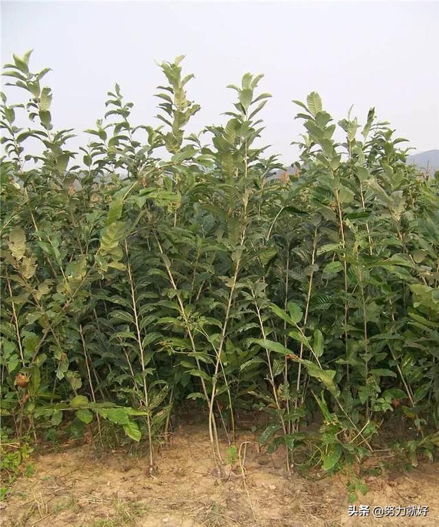 林靖恩播种成功:丝瓜种子播种前做哪些准备能提高发芽率