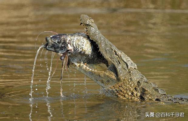 白化短吻鳄:假如动物会用吸管，远离岸边就能喝到水，那鳄鱼的生存有影响吗？