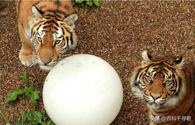 薮猫 口头禅:为什么人类不驯化猞猁、狞猫、薮猫等野生猫科动物为宠物？