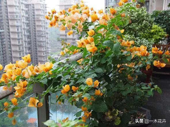 放阳台耐热耐晒植物有哪些，阳台种植什么植物既美观又比较耐强烈的阳光