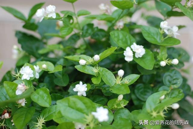 头条问答 香樟盆栽可以用骨粉做肥料吗 什么花适合用骨粉 茉莉花能用 栀子花能用吗 7个回答