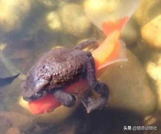 金蟾抱鲤:金蟾抱鲤从古至今一直有吗？