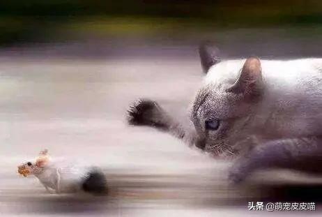 猫捉老鼠图片:什么样的猫会抓老鼠？抓老鼠的猫有什么特征？