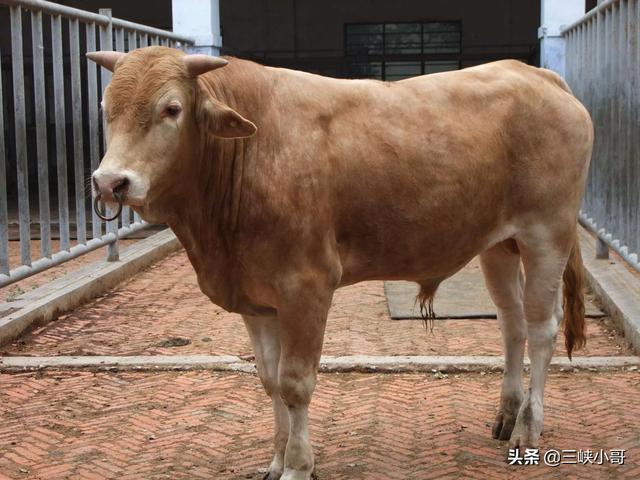 头条问答 - 南阳黄牛很有特色,现在养殖规模如何?(4个回答)