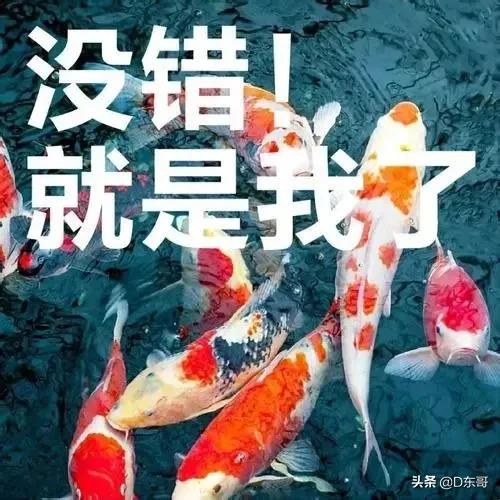 锦鲤风水鱼吗:在农村养殖锦鲤有前景吗？如何养？