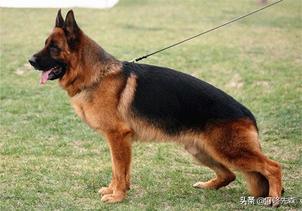 黑色德国牧羊犬:公的纯黑色的的德国牧羊犬有多大？如何饲养？