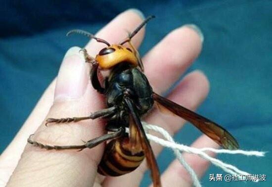 加拉帕格斯巨人蜈蚣:农村里老人都说蜈蚣可以克制蛇，它能打过蛇吗？