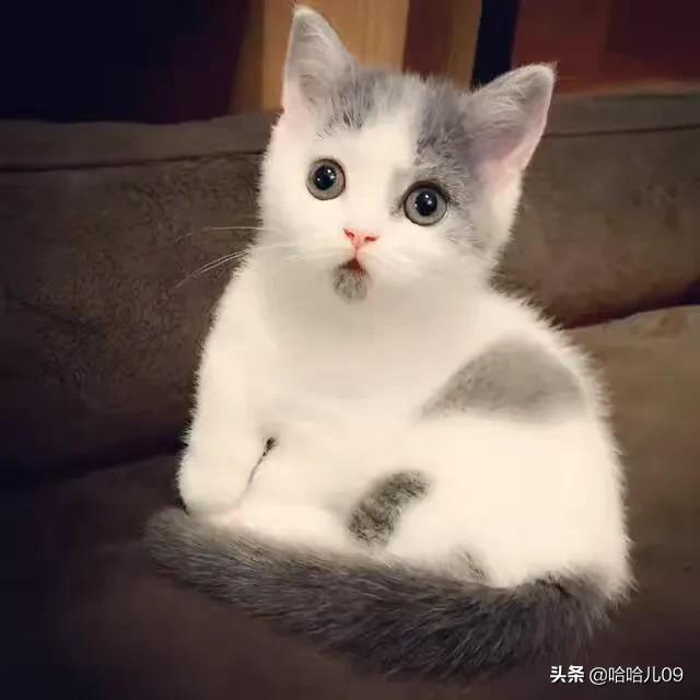 猫传腹尿是什么颜色:小猫肚子鼓鼓的什么问题？