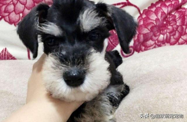 波士顿犬:哪种小型犬便宜又好看还好养？