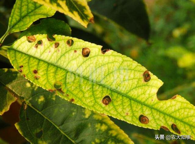 头条问答 - 桃树褐斑穿孔病什么时候治效果好?(3个回答)