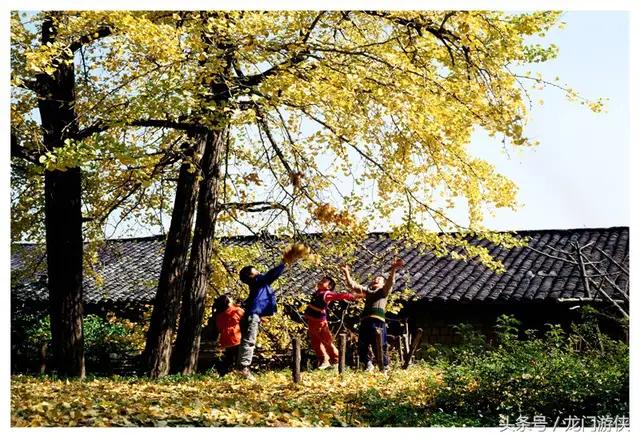 韶关户外群:韶关南雄去拍银杏，有什么地方可以露营搭帐篷？(上海可以搭帐篷的公园)