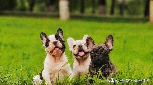 狂犬病致死率近100%，城乡养狗普遍，流浪狗泛滥，该怎么办？插图27