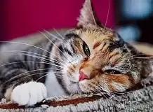 猫咪减肥容易吗:猫咪莫名变瘦了是怎么回事？