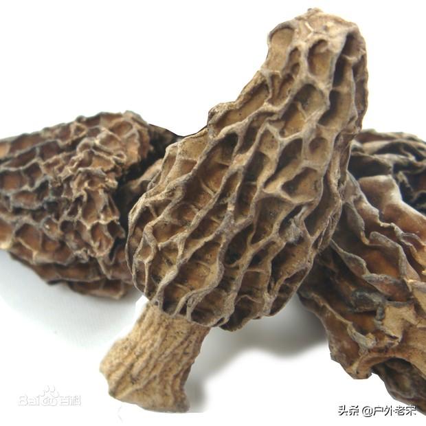 请问大家,除了贵州以外,有哪些省份出产野生的羊肚菌？