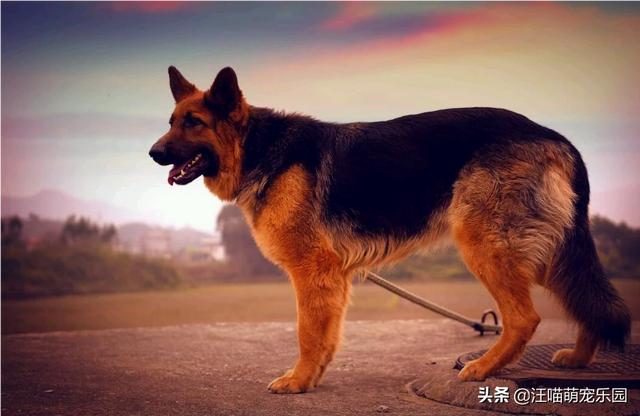 北京德国牧羊犬个人图片大全:你们家有德牧吗，来个照片分享一下吧？