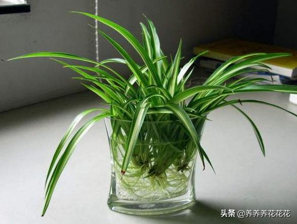 水生植物怎么养-家里养什么水培植物好