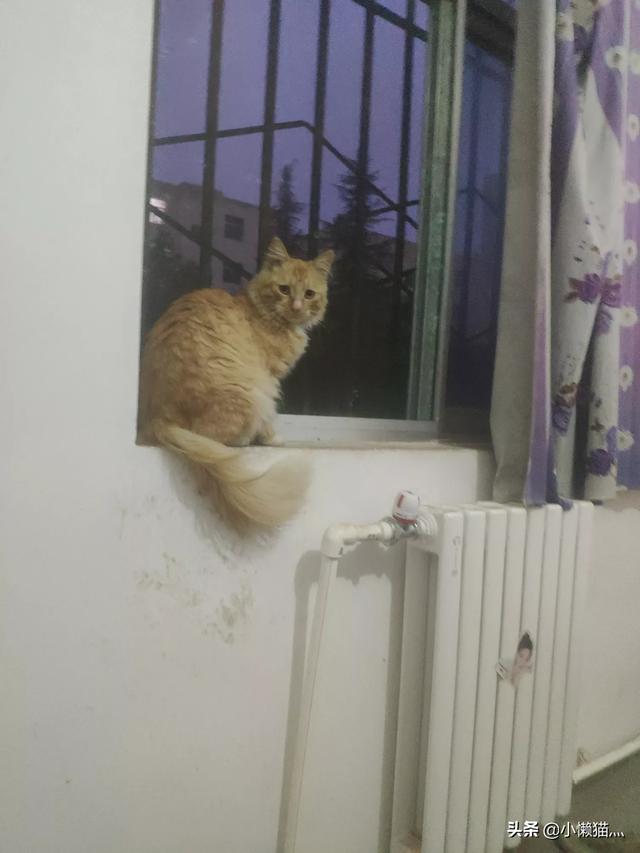 流浪猫救主人:流浪猫在门外，不肯离开，怎么办？